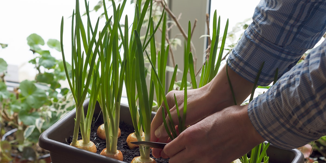 Как вырастить сочное перо лука на подоконнике зимой: полный гид для витаминного урожая в декабре