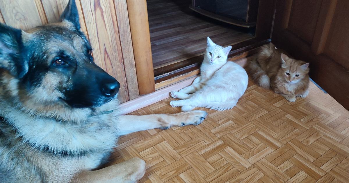 Когда сестры нет дома, то они перемещаются за мной. Когда сестра дома, то они, конечно же, ходят за своей хозяйкой