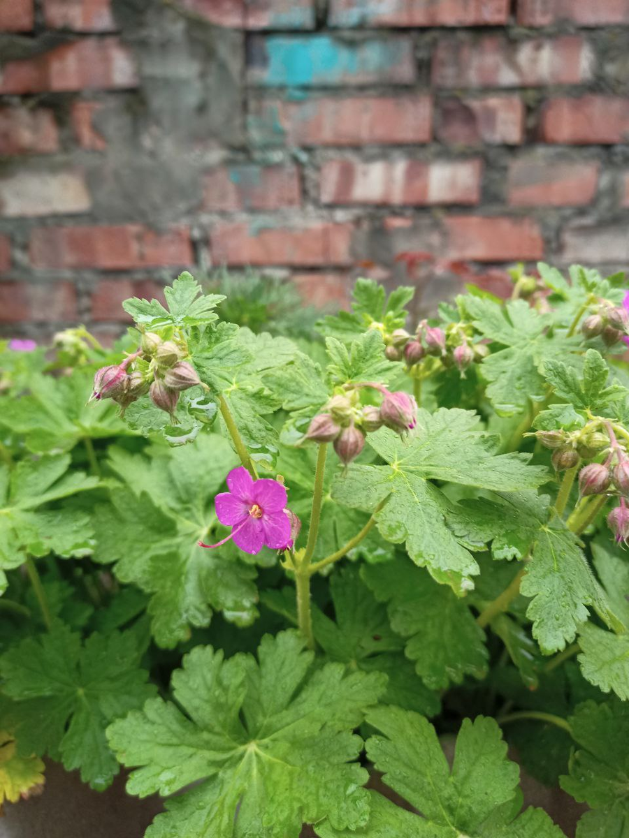 Рудбекия – канал про цветы. Многолетняя "Садовая герань" во дворе. После дождя.