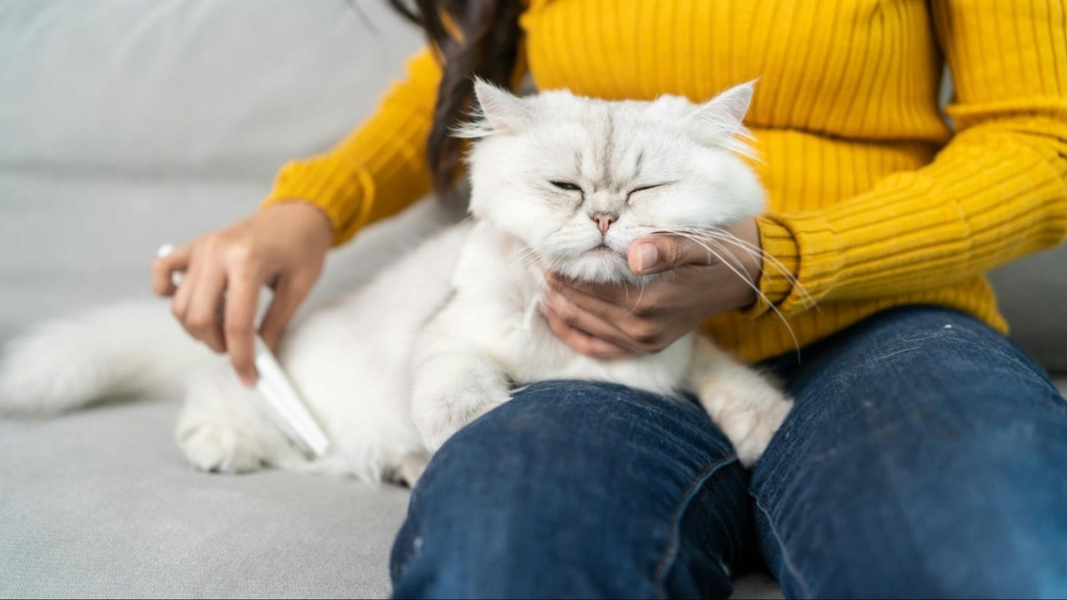    Регулярное расчесывание помогает поддерживать здоровье кожи и шерсти в отопительный сезон