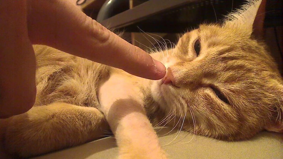 Трогать носик