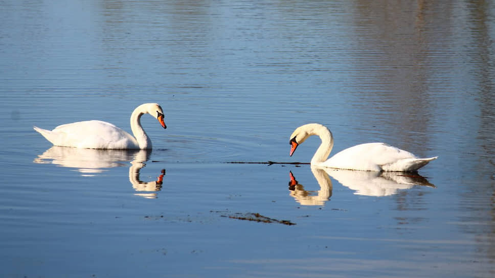 Фото: Эльвира Яфизова