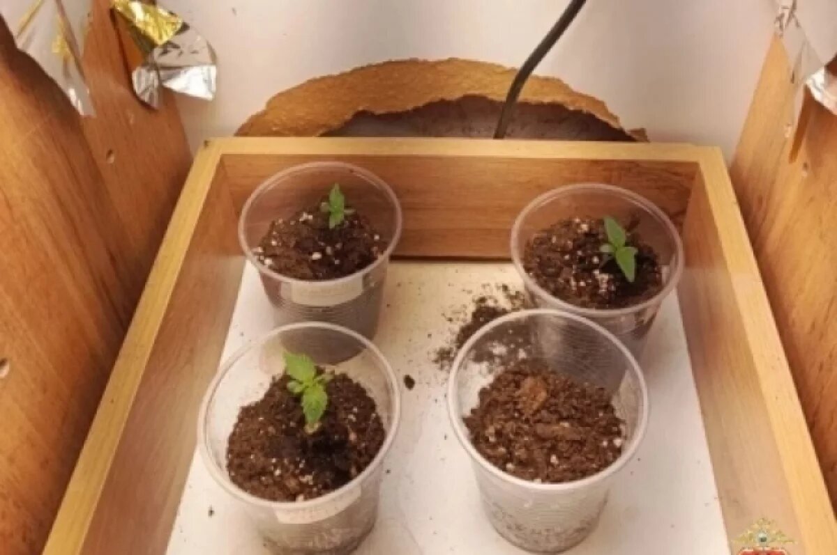    В Конаково мужчина у себя дома устроил ферму по выращиванию наркотика