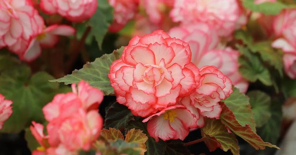 Как ухаживать за клубневой бегонией, чтобы она цвела до глубокой осени