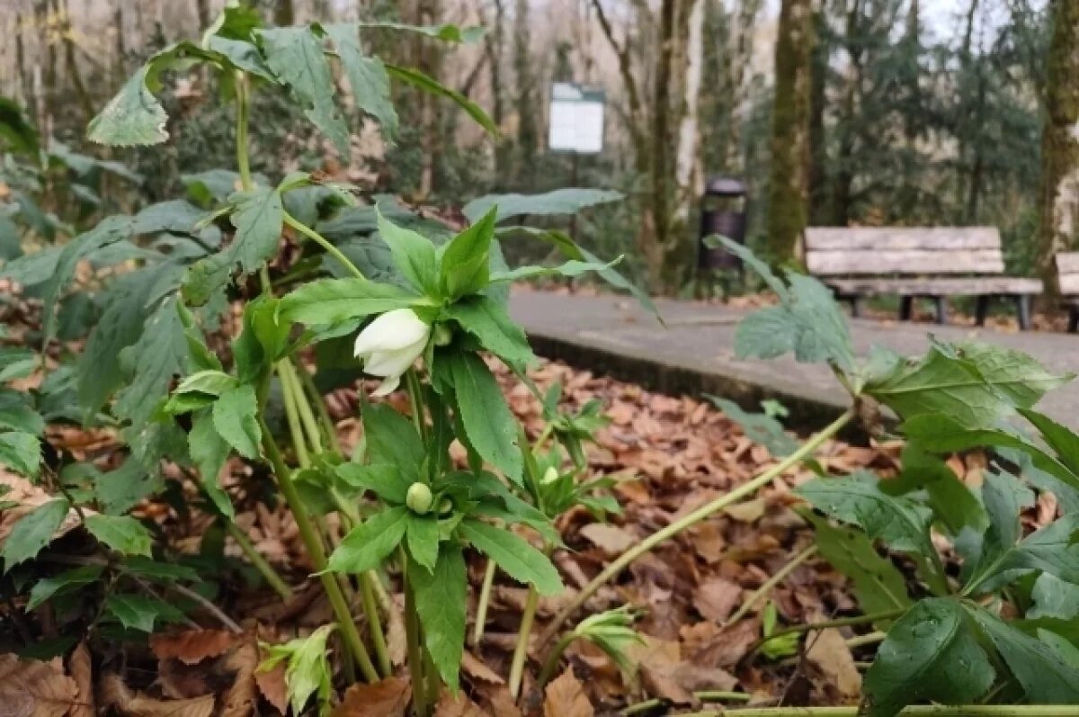    В Сочи расцвел ровесник мамонтов – реликтовый краснокнижный зимовник