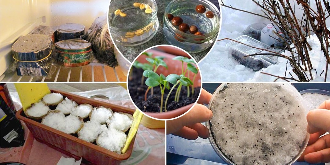 Стратификация — не магия, а наука: как заставить семена проснуться без обмана