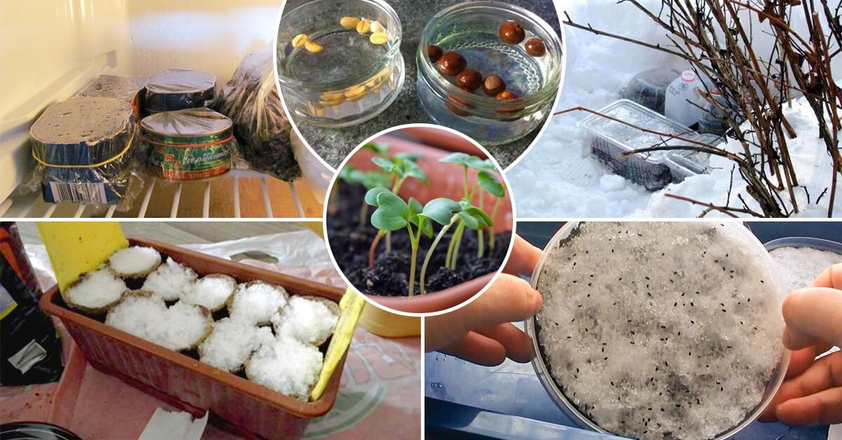 Стратификация