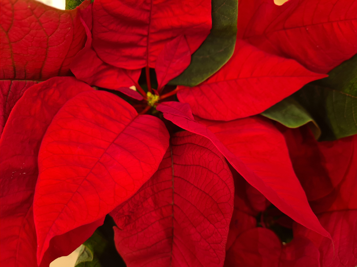 Пуансетия (рождественская звезда)- фото из личного архива.