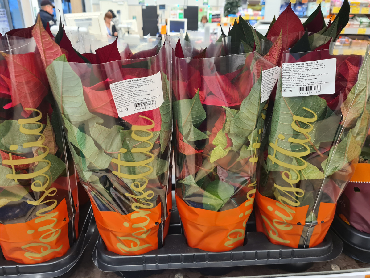 В декабре самое время купить - пуансетию. Фото из личного архива.