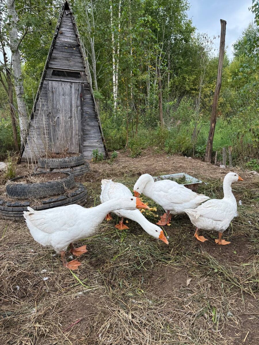Гуси во дворе.