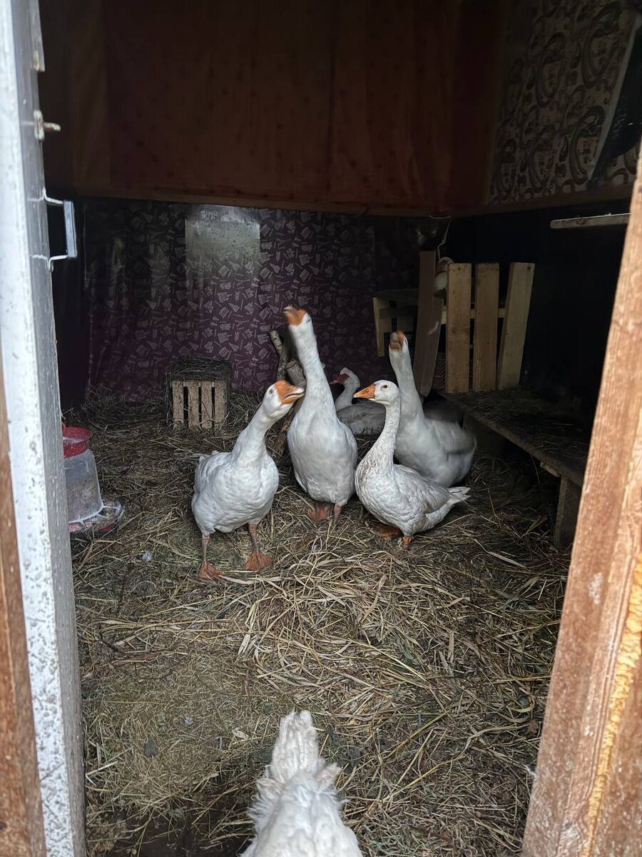 Гуси в своем жилище.