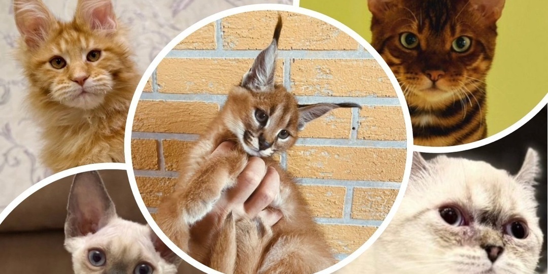 Топ-3 самых дорогих котят выше 100 тысяч рублей в Ростове