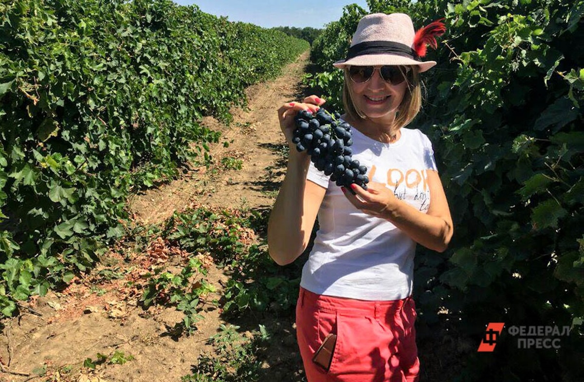 Ставрополье показало рекорд в сфере виноградарства.  Фото: Фото: ФедералПресс / Евгений Поторочин