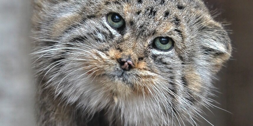    пресс-служба Ленинградского зоопарка