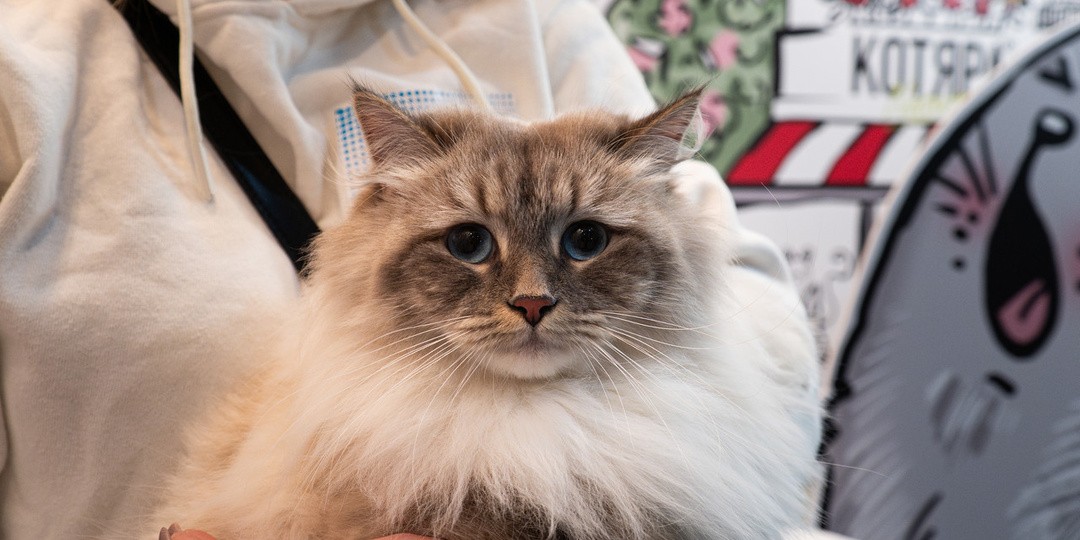 Кошки не привязываются к людям?