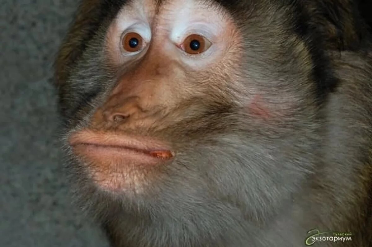    Макак Тульского экзотариума может попасть в книгу рекордов, как долгожитель
