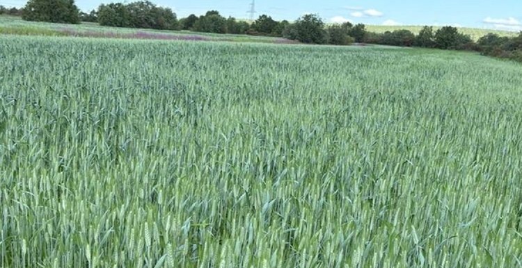    Фото: Служба по работе со средствами массовой информации филиала ФГБУ «Россельхозцентр» по Ленинградской, Мурманской областям и Республике Карелия