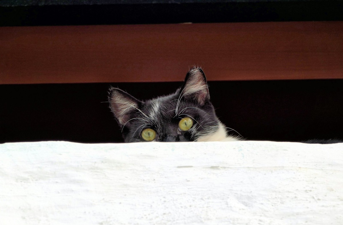    Кот Сеня обрел дом, но его первое знакомство с ним оказалось очень напряженным. На фото изображен не Сеня