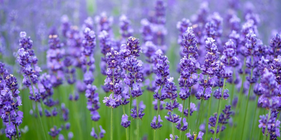 Ешьте цветы! 10 растений, которые украсят сад и ваш обеденный стол