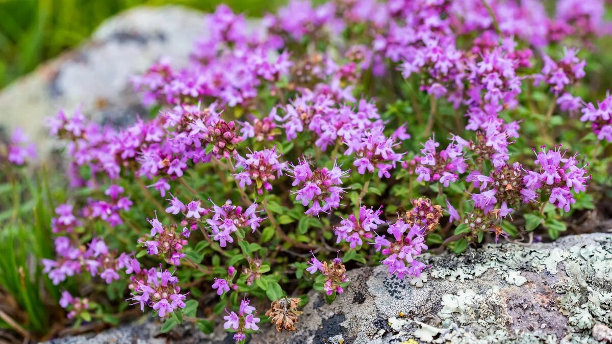 Чабрец (тимьян)