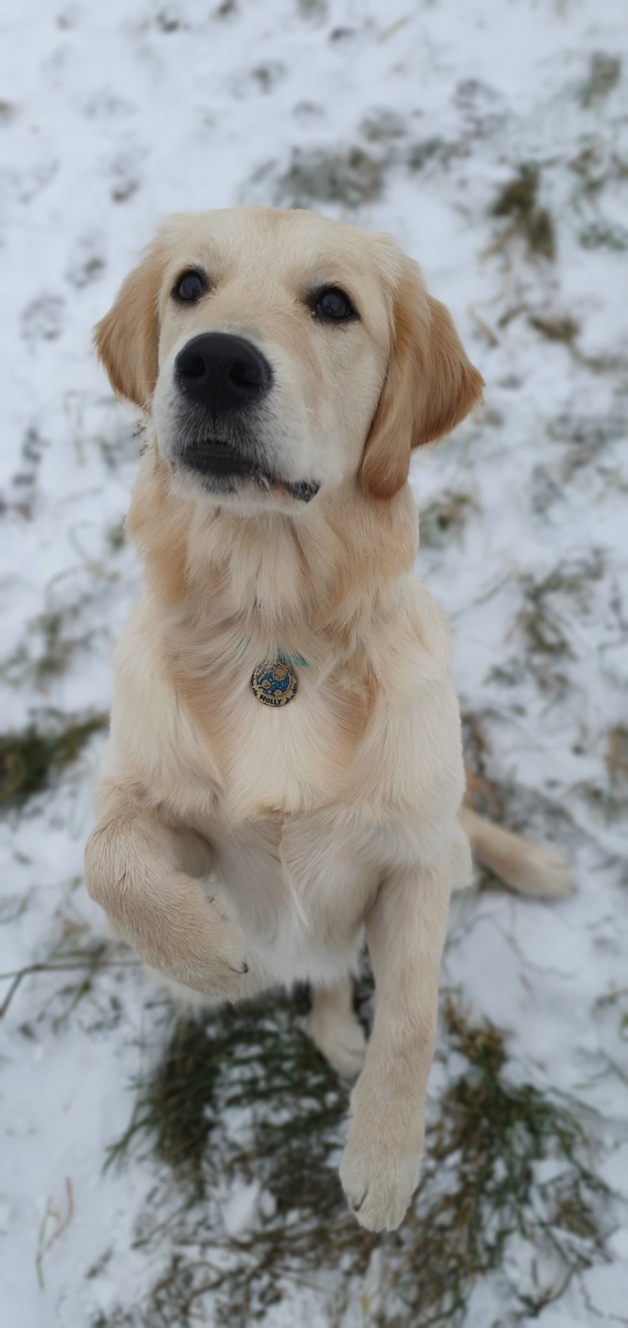 Собака переохладилась зимой
