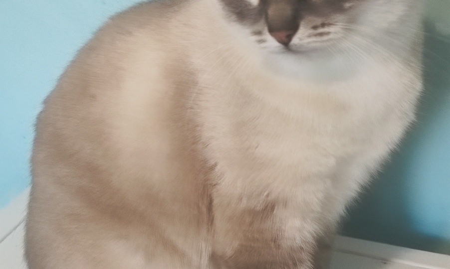 Дзен не любит Котомафию, поэтому у нас намечается голод!