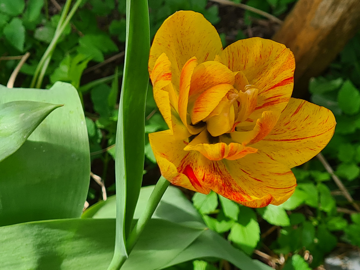 Тюльпан махровый Санловер - фото из личного архива.