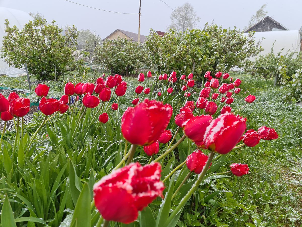 Красные тюльпаны самые выносливые - фото из личного архива.