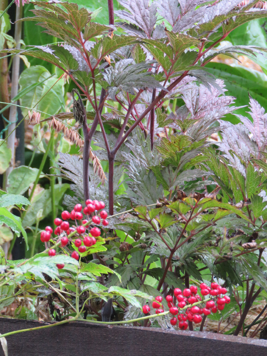 ягоды от воронца