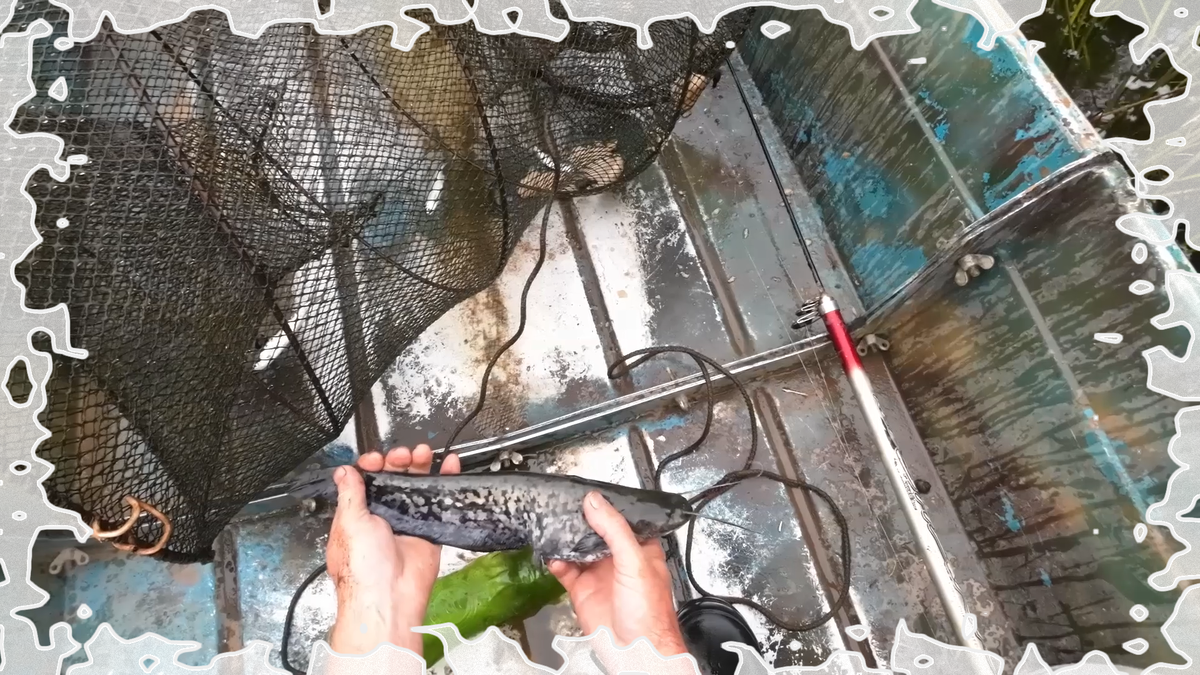 Ловись рыбка большая и маленькая. Лучше большая, чем маленькая. Сначала маленькая...