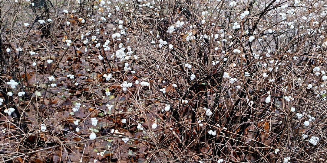 Почему старики запрещали приносить домой ветки с белыми ягодами? Красивый кустарник, который я теперь обхожу стороной