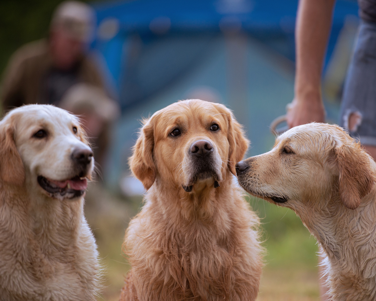 Почему собаки становятся спокойнее рядом с детьми