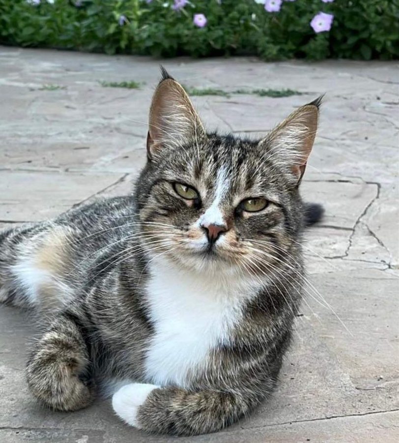    фото: "Веселовские вести" Веселовские вести