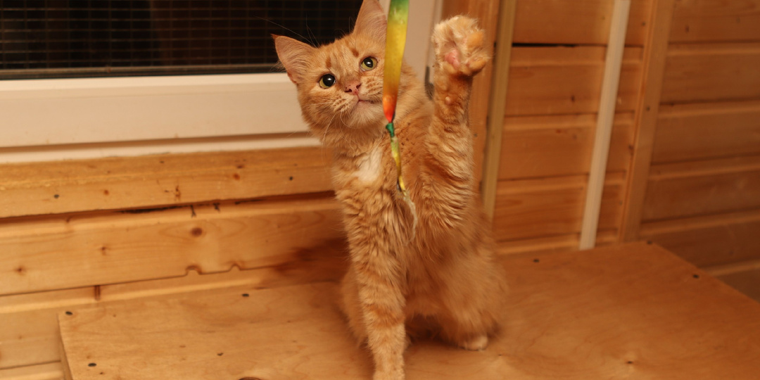 Фонд «РЭЙ» помогает: история кошки Рыжаны