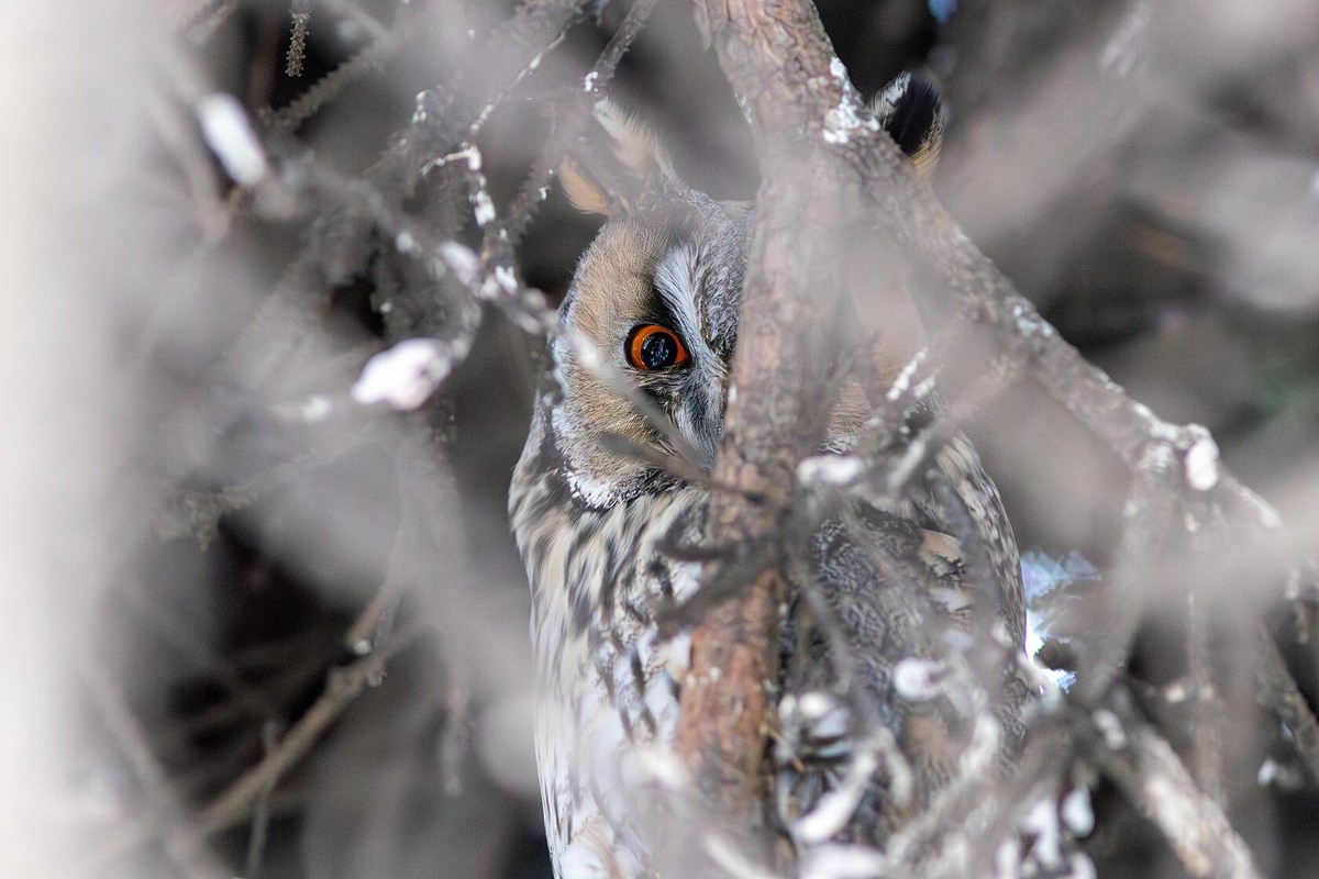 Ушастая сова. Фото Евгении Севрюковой