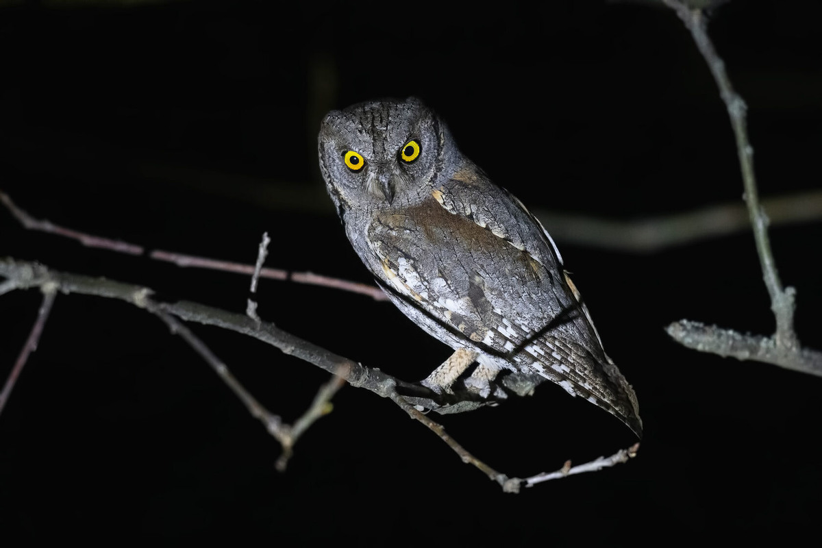 Сплюшка. Фото Вячеслава Лузанова