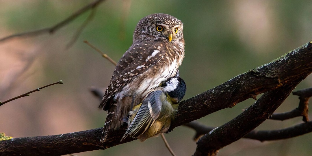 17 интересных фактов о совах