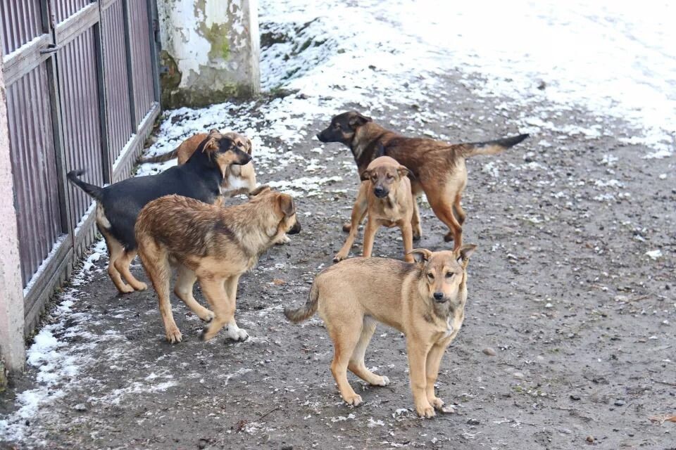    Бродячие собаки. Источник: Сергей Кулыгин