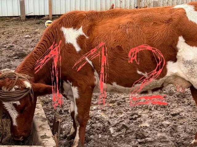    Фото: телеграм-канал "112"