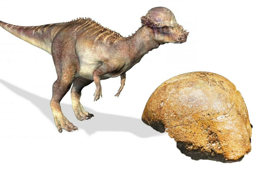     Фото: Zoological Journal of the Linnean Society 2025