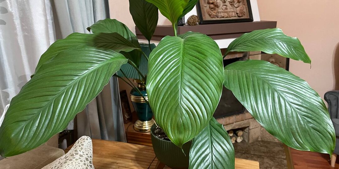 Как оказалось, сухие кончики и пятна на листьях спатифиллума появляются отнюдь не от сухого воздуха