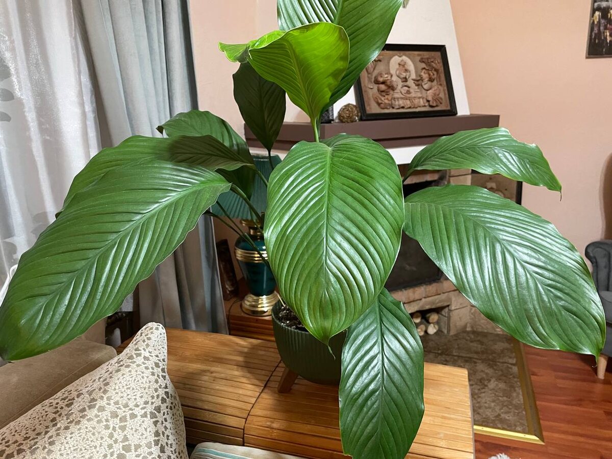 Спатифиллум. Фото автора 