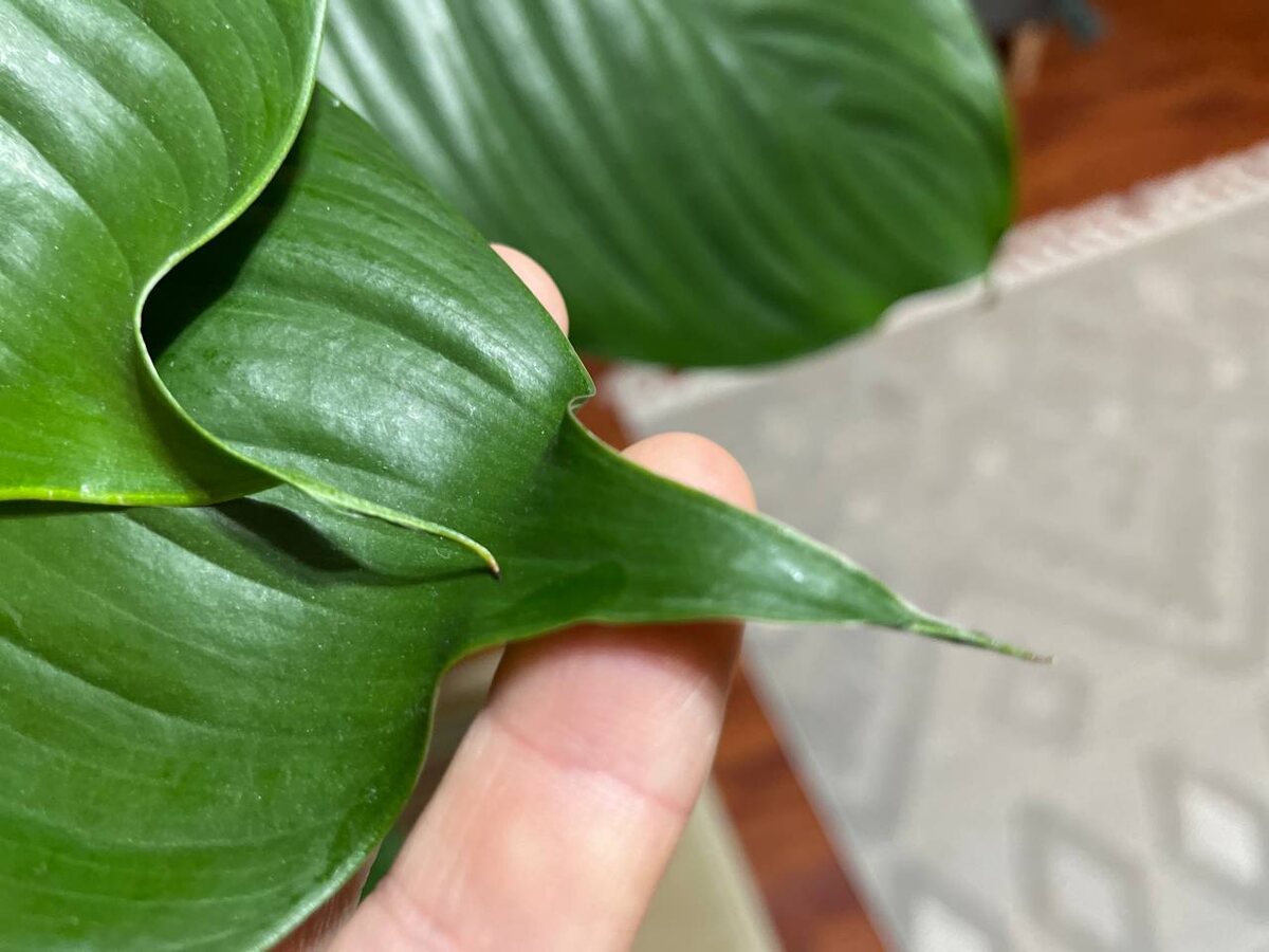 Кончики иссыхают от ошибок в поливе. Фото автора 