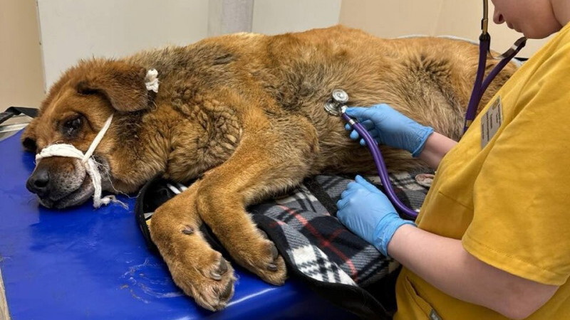    vk.com/fondseverniymedved