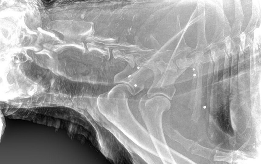    vk.com/fondseverniymedved