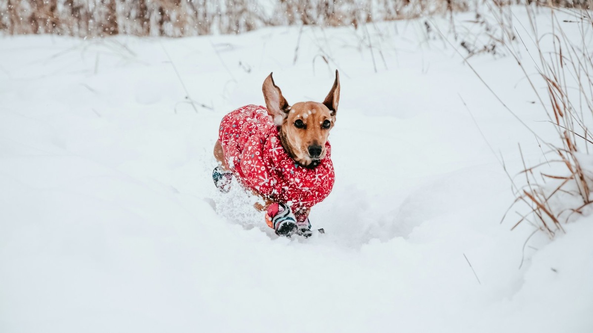    Чтобы собака смогла носить защитные ботинки, важно правильно подобрать размер и материал