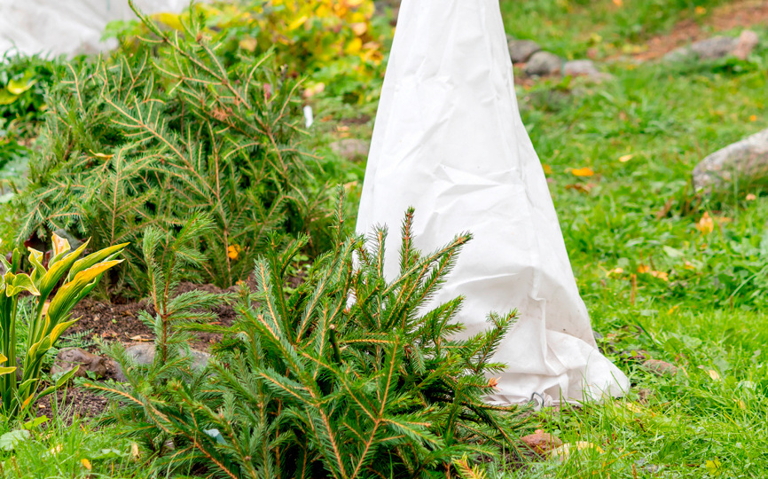 Подготовка сада к зиме: укрываем теплолюбивые цветы