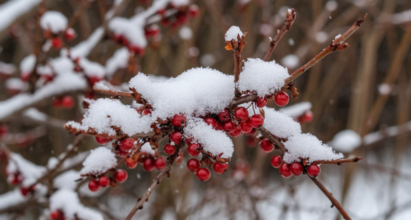    нейросеть shedevrum