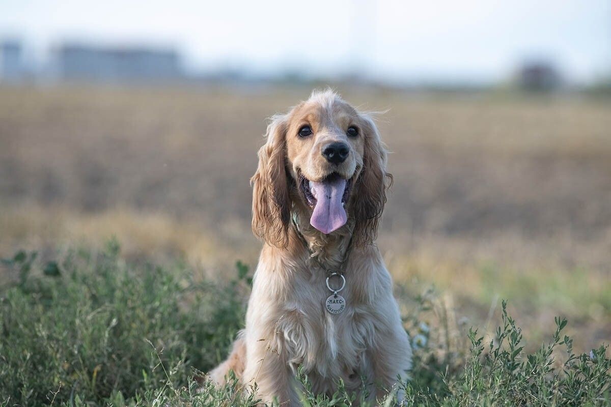 Невероятно жизнерадостные собаки. Источник: shymar27 / Shutterstock / FOTODOM📷
