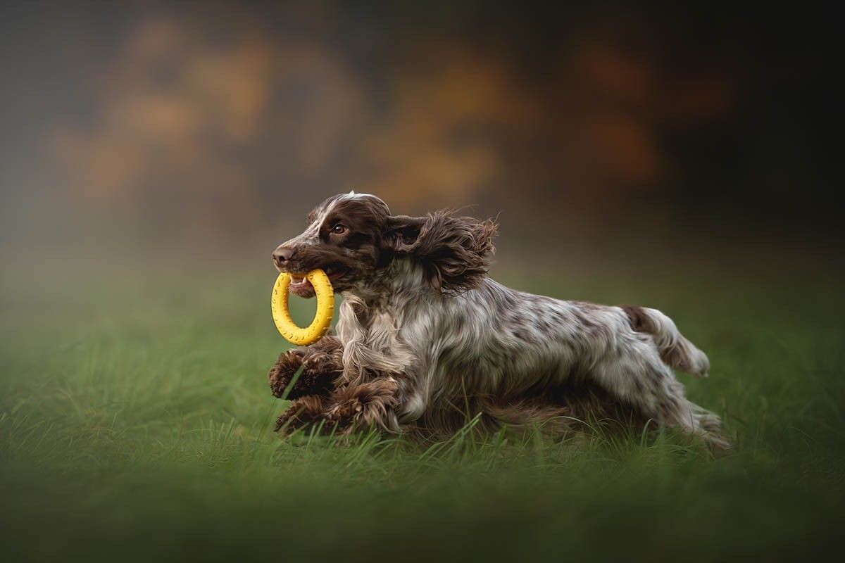 Характер озорной, любит активные игры. Источник: Liudmila Bohush / Shutterstock / FOTODOM📷
